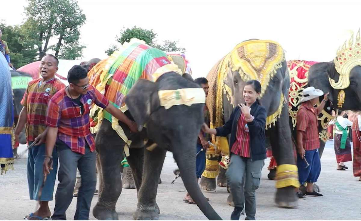 สุรินทร์ เตรียมจัดแสดงงานช้าง สุดยิ่งใหญ่ สุรินทร์ เตรียมจัดแสดงงานช้าง สุดยิ่งใหญ่