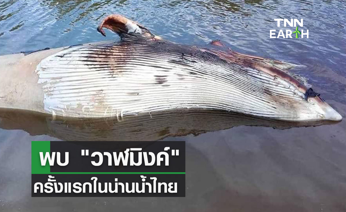 พบ วาฬมิงค์ ครั้งแรกในน่านน้ำไทย