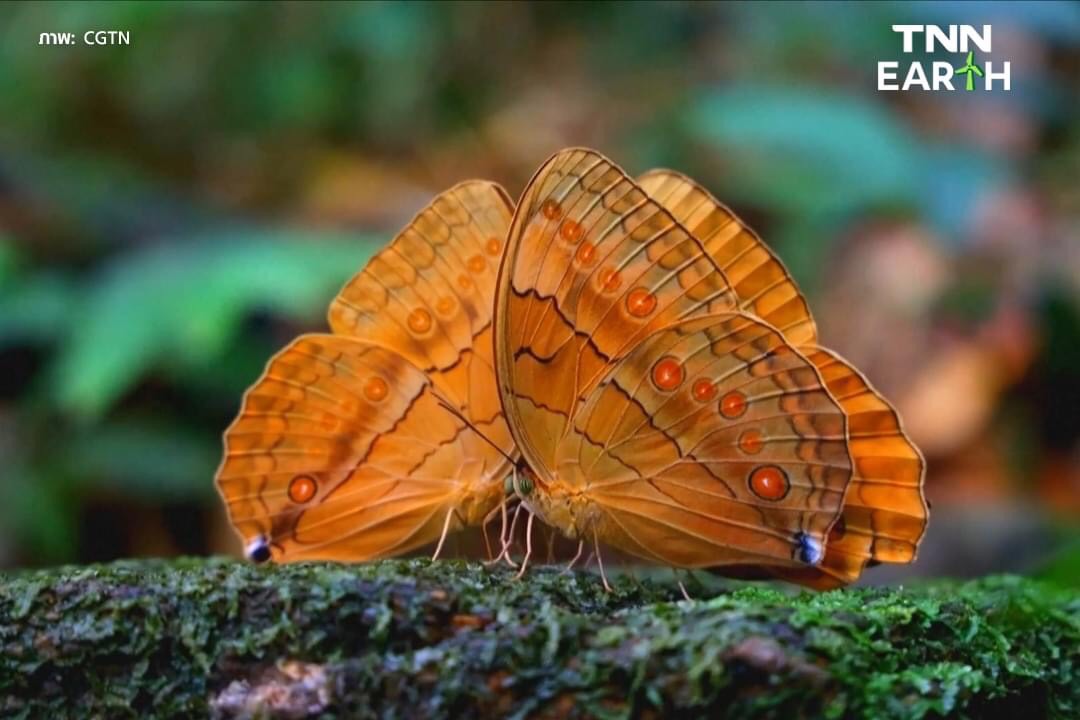 เปิดภาพความสวยงาม “หุบเขาผีเสื้อ” ในจีน