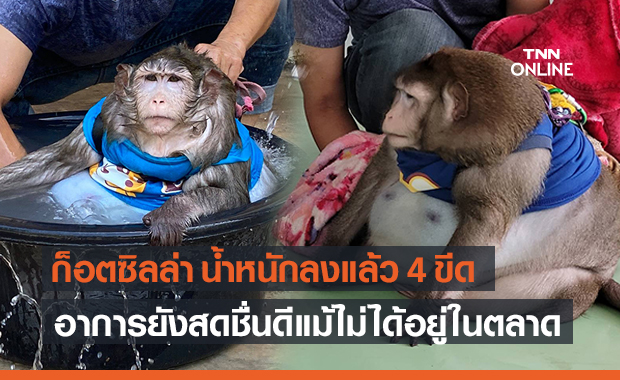 เผยภาพอัปเดต "ก็อตซิลล่า" หลังกรมอุทยานฯ รับไปดูแล