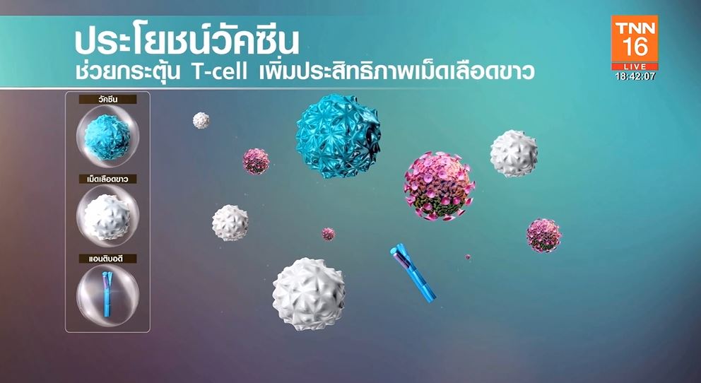 เปิดประสิทธิภาพวัคซีนโควิด ซิโนแวค 