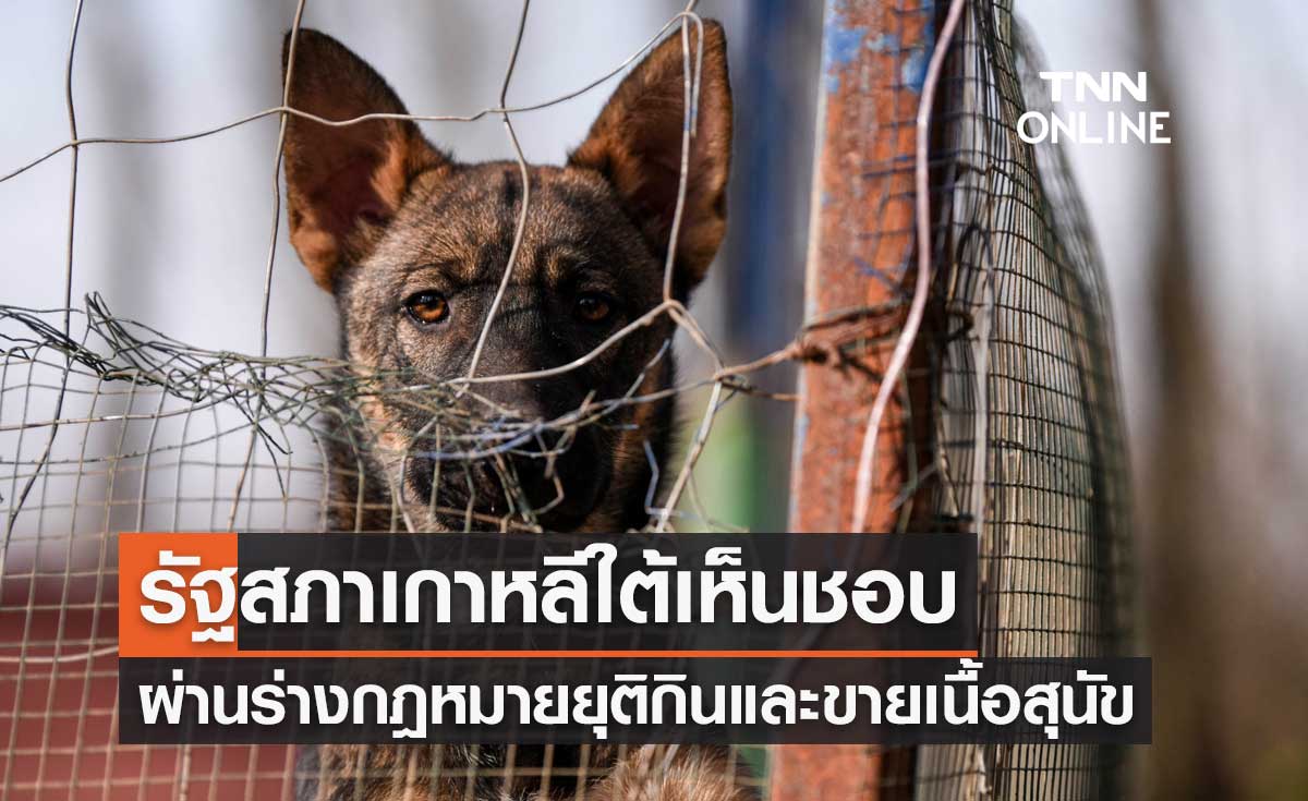เห็นชอบล้นหลาม! รัฐสภาเกาหลีใต้ผ่านร่างกฎหมายยุติการกินและขาย "เนื้อสุนัข"