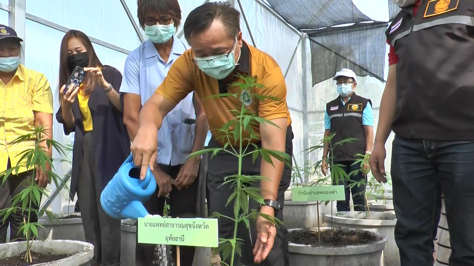 อุทัยธานีนำร่อง! ปลูกกัญชาทางการแพทย์ หวังฟื้นเศรษฐกิจชุมชน อุทัยธานีนำร่อง! ปลูกกัญชาทางการแพทย์ หวังฟื้นเศรษฐกิจชุมชน
