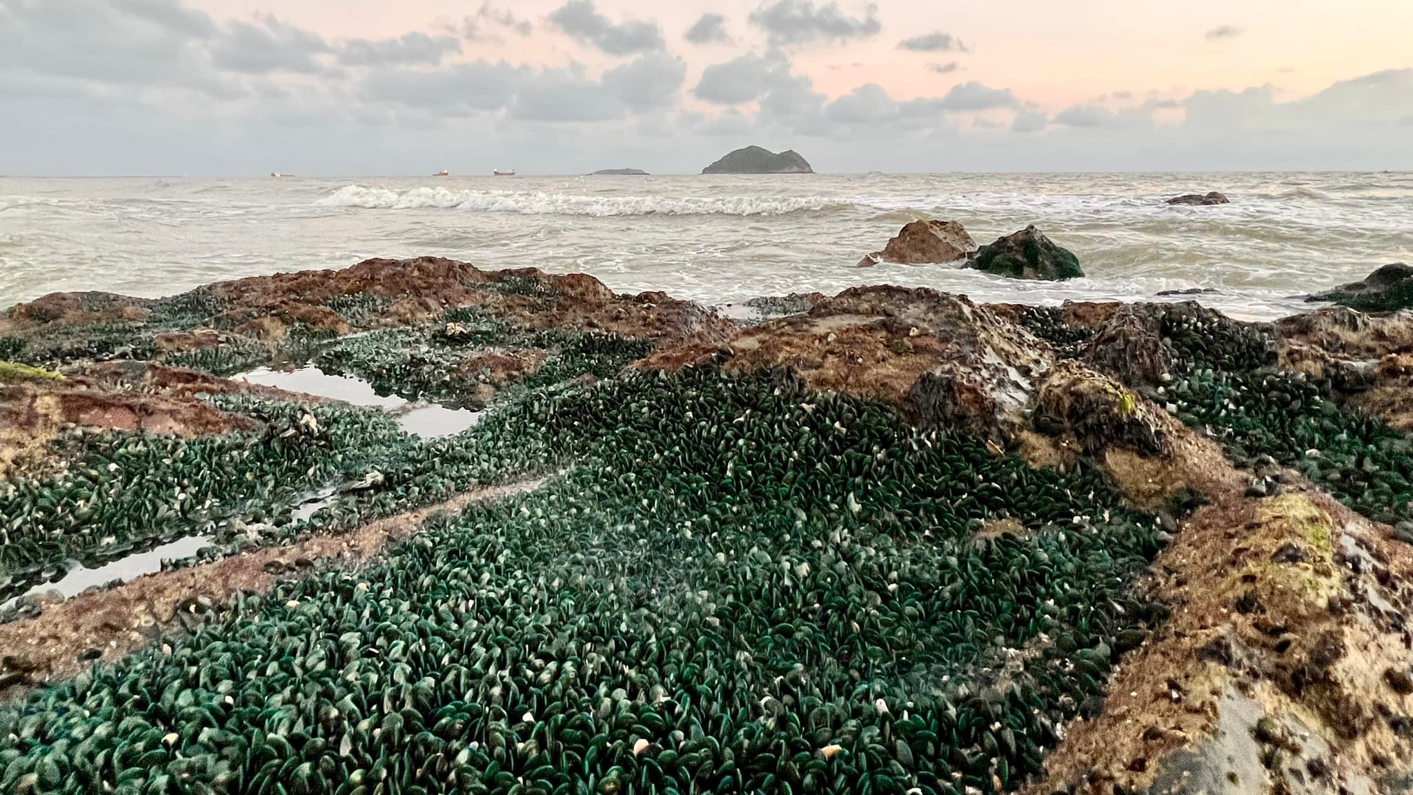 ชาวเน็ตตะลึง!หอยแมลงภู่เต็มหาดสมิหลา จนท.อธิบายแล้วทำไมถึงเกิดขึ้น ชาวเน็ตตะลึง!หอยแมลงภู่เต็มหาดสมิหลา จนท.อธิบายแล้วทำไมถึงเกิดขึ้น