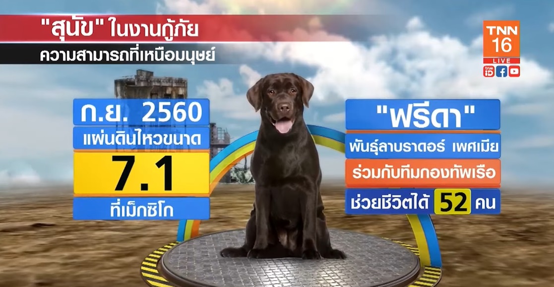 เปิดเหตุผล สุนัข ความสามารถที่เหนือมนุษย์ ทำไมมักได้รับหน้าที่ในภารกิจกู้ภัย เปิดเหตุผล สุนัข ความสามารถที่เหนือมนุษย์ ทำไมมักได้รับหน้าที่ในภารกิจกู้ภัย