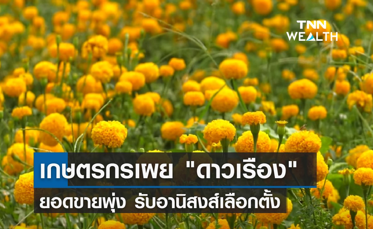 เกษตรกรเผย "ดาวเรือง" ยอดขายพุ่งรับอานิสงส์เลือกตั้ง