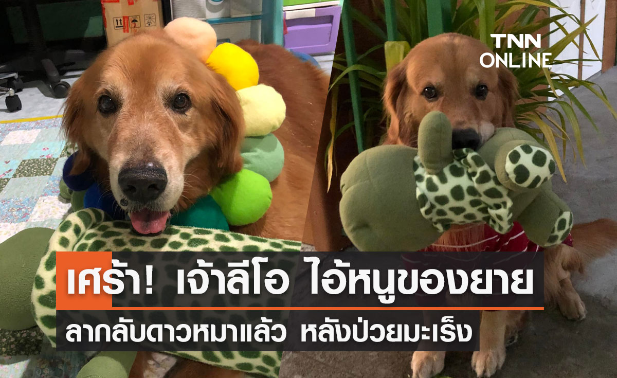 แฟนคลับเศร้า! "เจ้าลีโอ ไอ้หนูของยาย" จากไปอย่างสงบด้วยโรคมะเร็ง