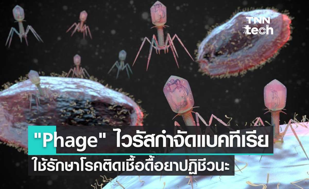 Phage ไวรัสกำจัดแบคทีเรีย ใช้รักษาโรคติดเชื้อดื้อยาปฏิชีวนะ