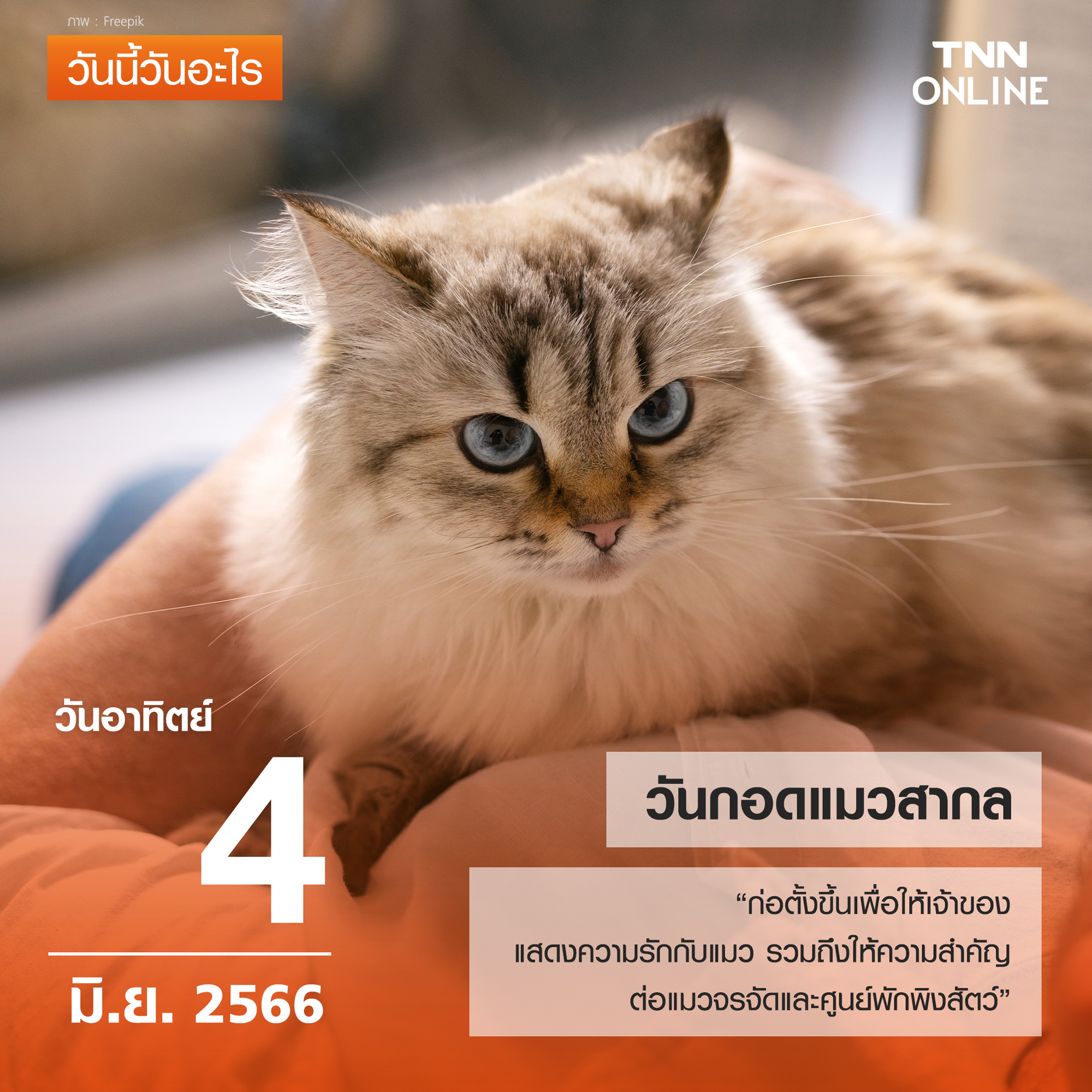 วันนี้วันอะไร วันกอดแมวสากล ตรงกับวันที่ 4 มิถุนายน