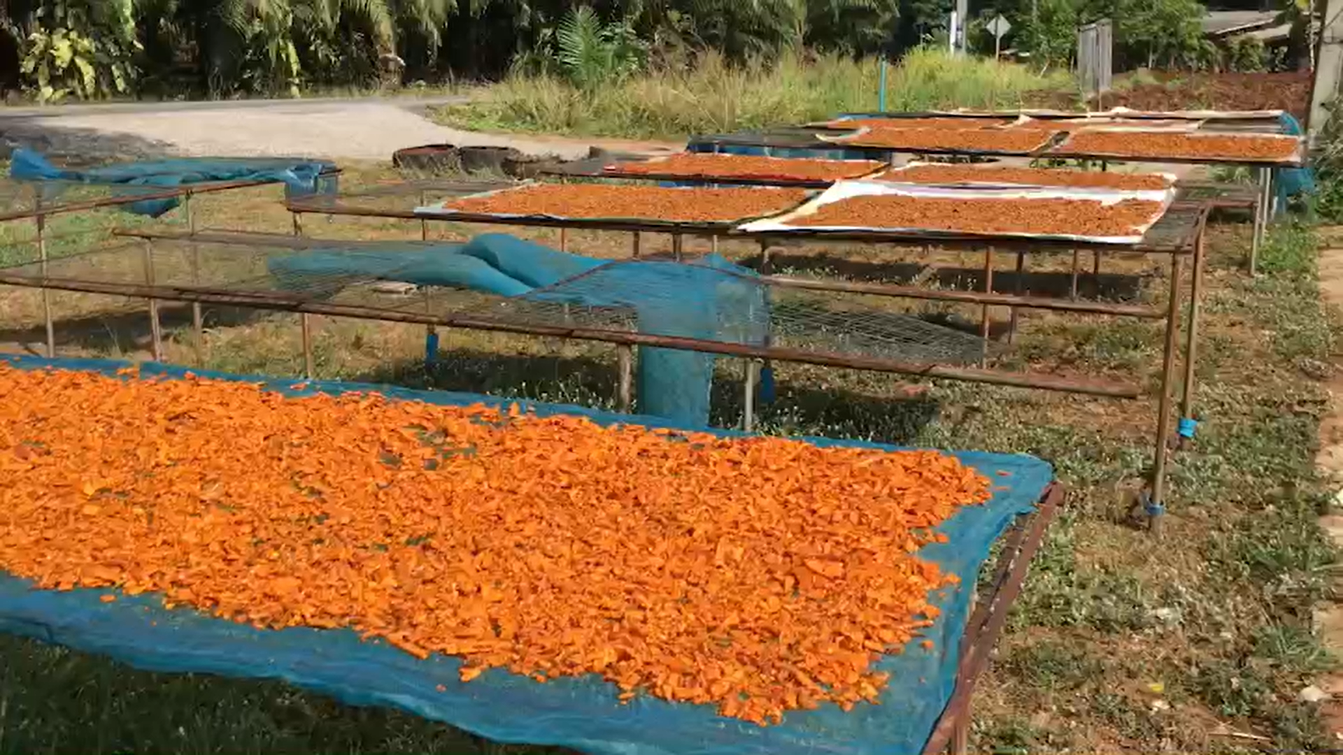ขมิ้นชันบ้านเขาวง สินค้า GI ลำดับที่ 5 ของ จ.สุราษฎร์ธานี ขมิ้นชันบ้านเขาวง สินค้า GI ลำดับที่ 5 ของ จ.สุราษฎร์ธานี