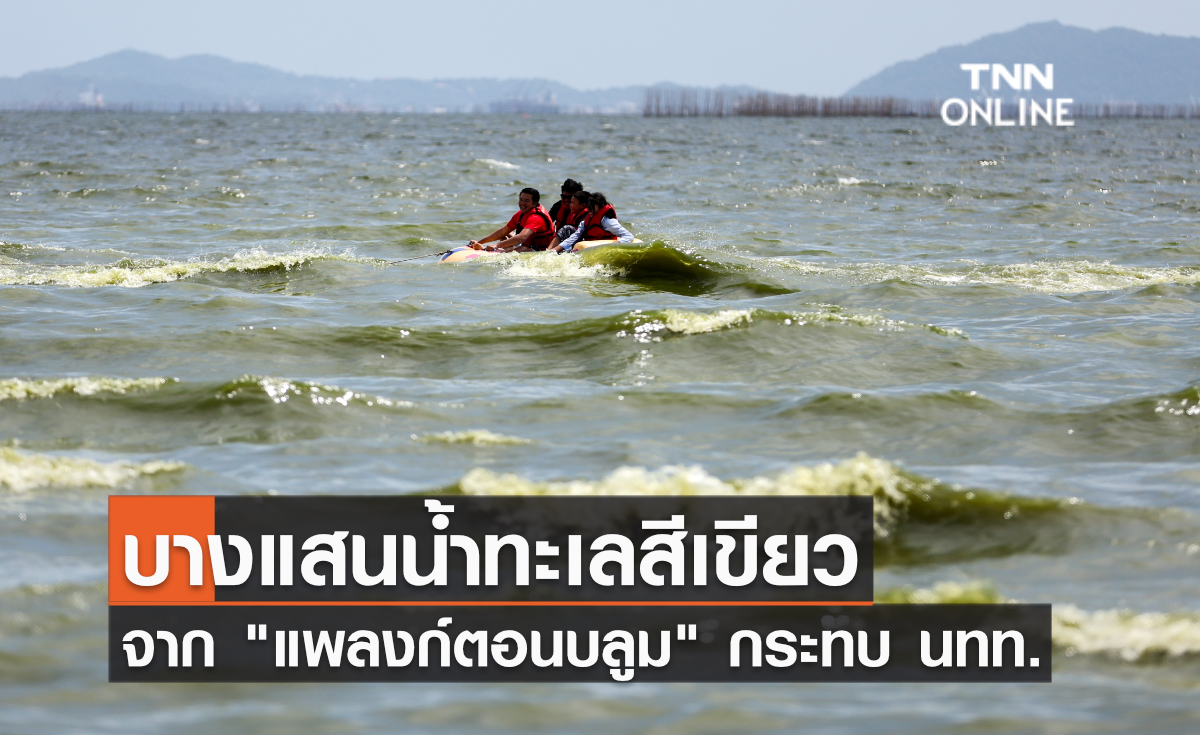 บางแสนน้ำทะเลสีเขียว จาก แพลงก์ตอนบลูม กระทบ นทท. บางตา บางแสนน้ำทะเลสีเขียว จาก แพลงก์ตอนบลูม กระทบ นทท. บางตา