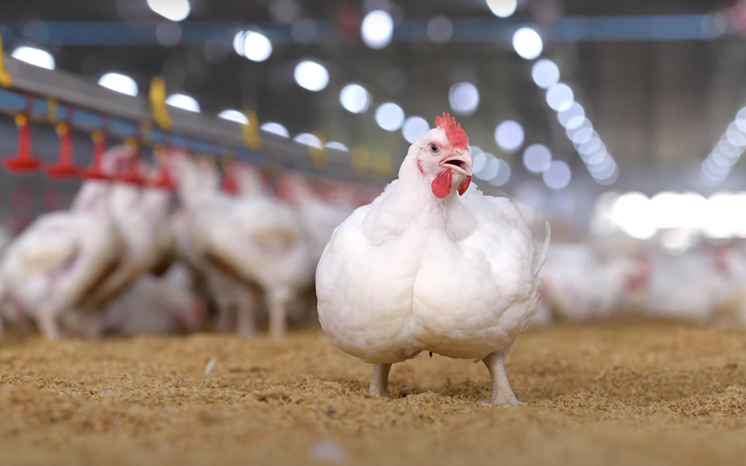 ไก่เบญจา เสริมโอเมก้า-3 เพื่อสุขภาพที่ดี กินแล้วดีต่อใจ