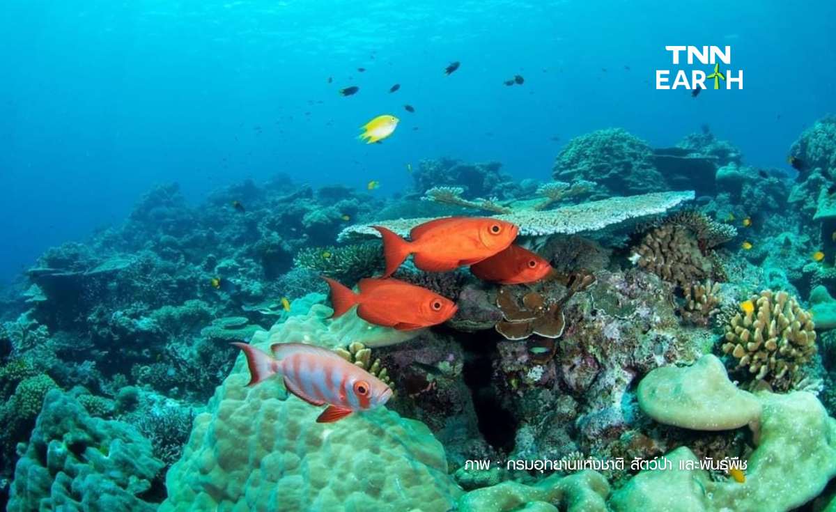 เปิดฤดูกาล ท่องเที่ยวทะเลอันดามัน 3 อุทยาน สิมิลัน-หมู่เกาะสุรินทร์-แหลมสน เปิดฤดูกาล ท่องเที่ยวทะเลอันดามัน 3 อุทยาน สิมิลัน-หมู่เกาะสุรินทร์-แหลมสน