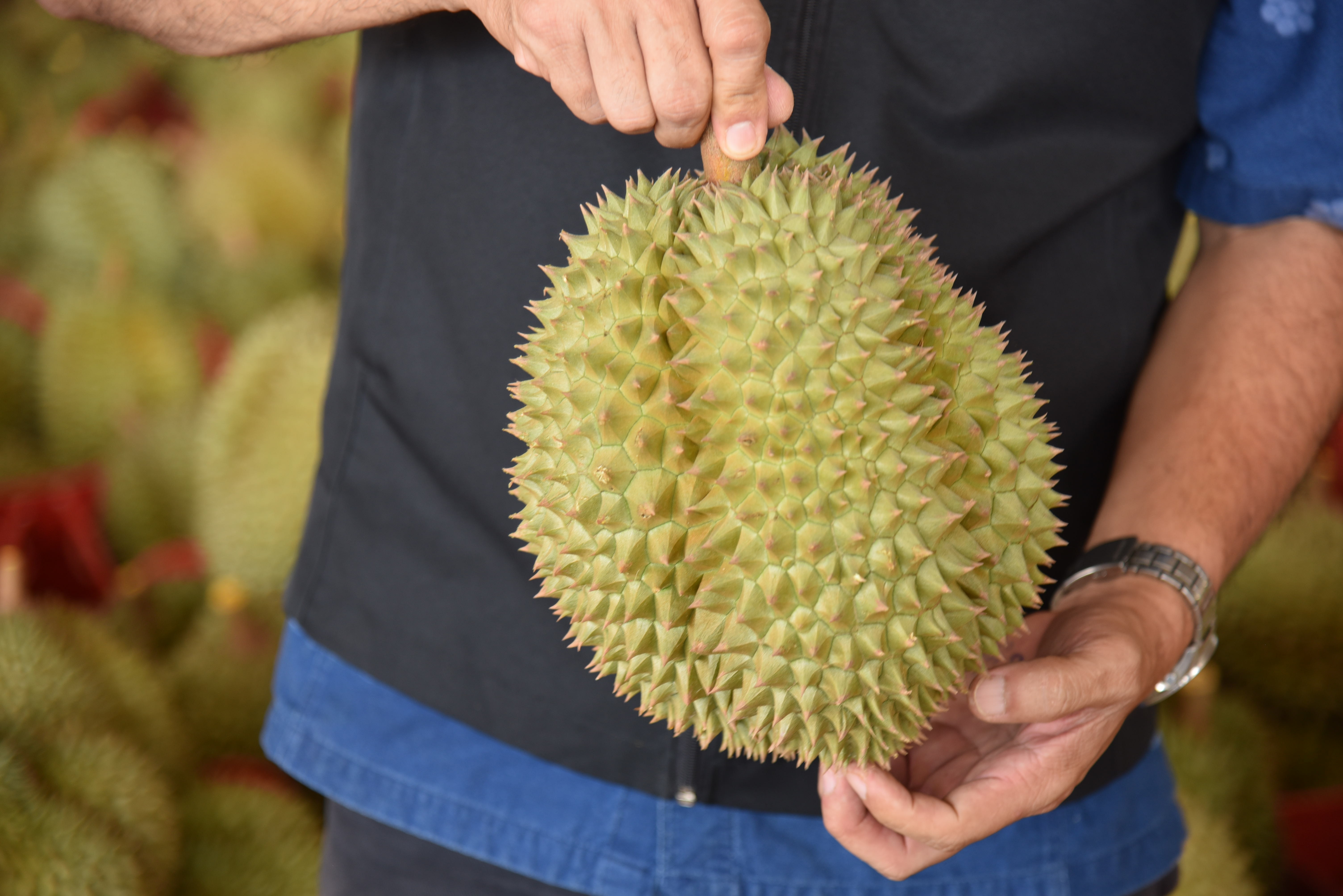 จันทบุรี ตรวจเข้มทุเรียนด้วยคุณภาพ ก่อนส่งออกตลาดต่างประเทศ จันทบุรี ตรวจเข้มทุเรียนด้วยคุณภาพ ก่อนส่งออกตลาดต่างประเทศ