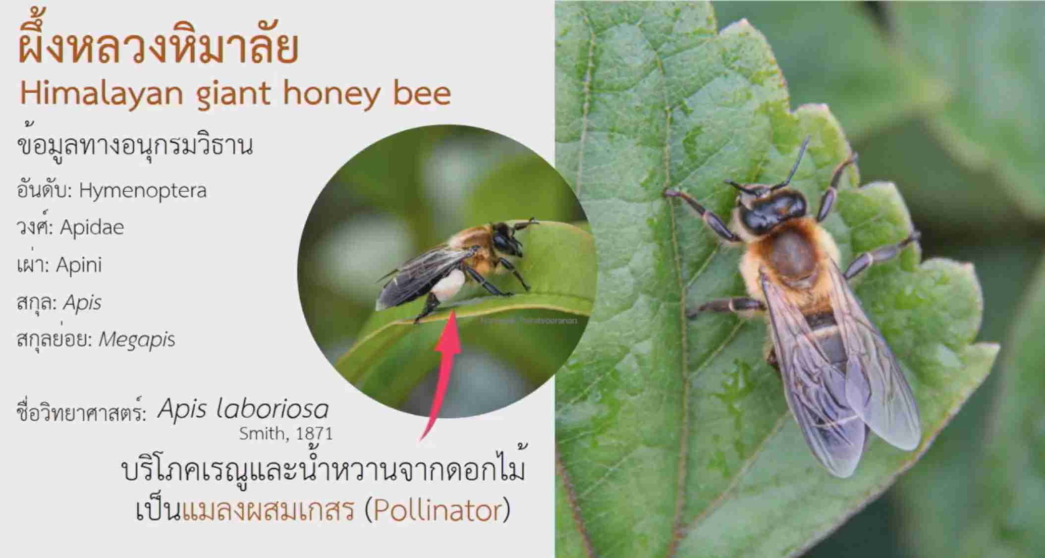 ครั้งแรกในไทย! กรมอุทยานแห่งชาติสัตว์ป่าฯ แถลงพบ ผึ้งหลวงหิมาลัย