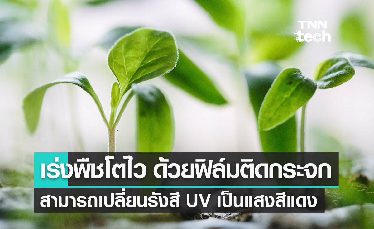 เร่งพืชโตไวด้วย ฟิล์มติดกระจก เคลือบสารพิเศษเปลี่ยนรังสี UV เป็นแสงสีแดง