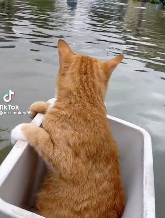 เปิดภาพช่วยแมวจากบ้านน้ำท่วมในมาเลเซีย เสียชีวิตแล้ว 8 ราย