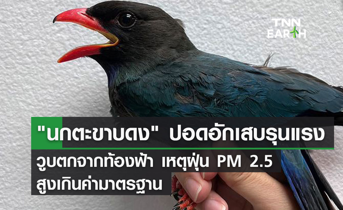 นกตะขาบดง ปอดอักเสบรุนแรง วูบตกจากท้องฟ้า เหตุฝุ่น PM 2.5 สูงเกินมาตรฐาน
