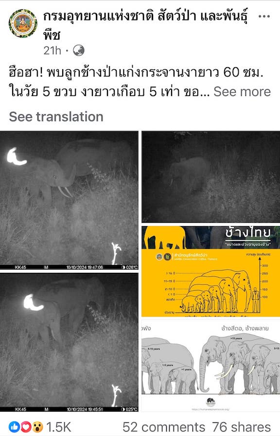พบลูกช้างป่าแก่งกระจานลักษณะพิเศษ งายาว 60 ซม. ยาวกว่าลูกช้างปกติเกือบ 5 เท่า พบลูกช้างป่าแก่งกระจานลักษณะพิเศษ งายาว 60 ซม. ยาวกว่าลูกช้างปกติเกือบ 5 เท่า