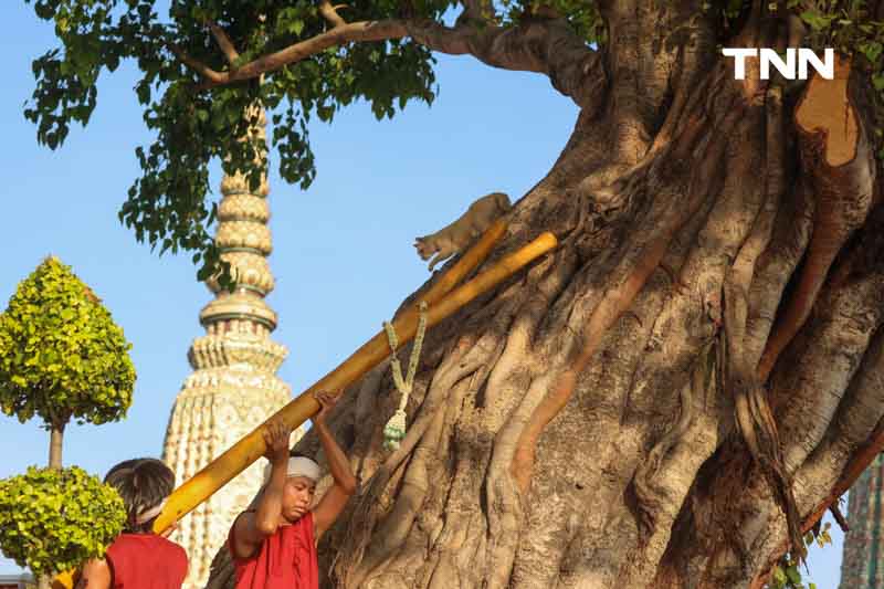 พิธีแห่ไม้คำโพธิ์หลวง เฉลิมพระเกียรติ เนื่องในพระราชพิธีสมมงคล 2568 พิธีแห่ไม้คำโพธิ์หลวง เฉลิมพระเกียรติ เนื่องในพระราชพิธีสมมงคล 2568