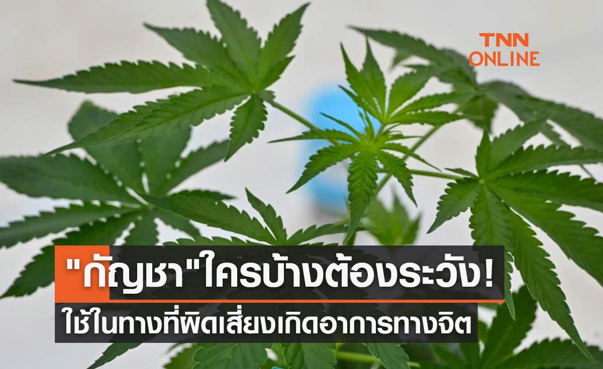 "กัญชา" ใช้ในทางที่ผิดเสี่ยงเกิดอาการทางจิต-ใครบ้างต้องระวัง!
