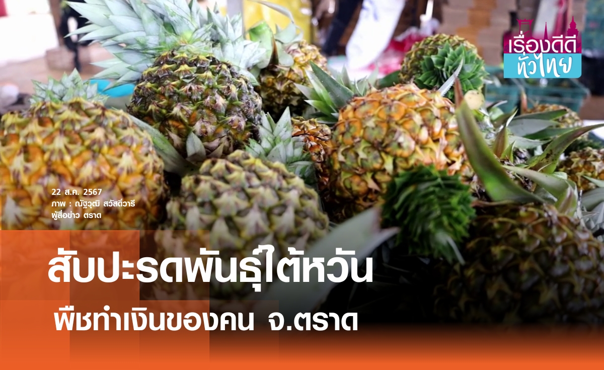 ชาวตราดปลูกสับปะรดพันธุ์มะม่วงส่งขายจีน | เรื่องดีดีทั่วไทย 