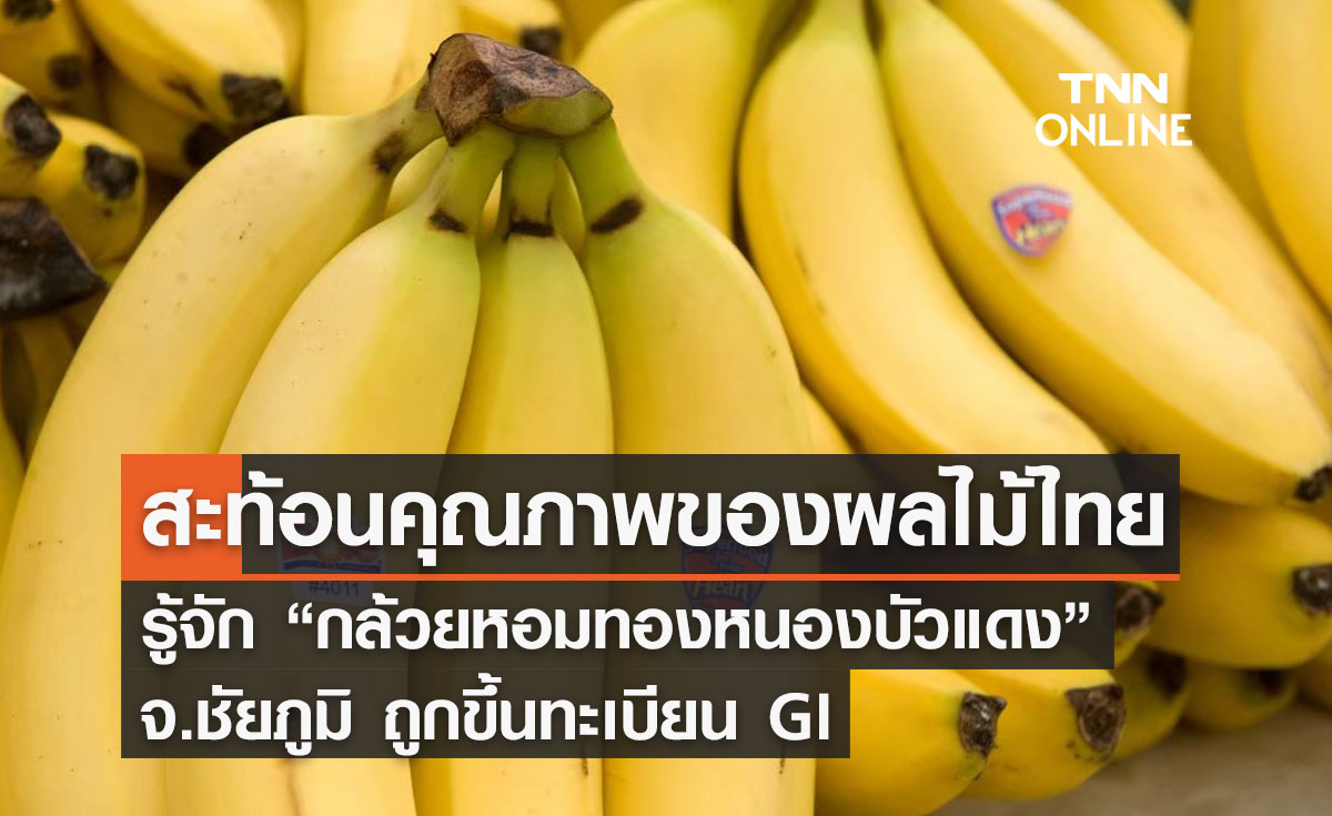 รู้จัก “กล้วยหอมทองหนองบัวแดง” จ.ชัยภูมิ ถูกขึ้นทะเบียน GI  
