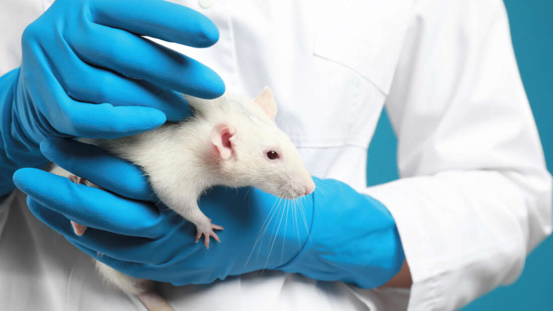 ทิศทางใหม่การวิจัยยา ไม่ต้องพึ่งพาสัตว์ทดลอง