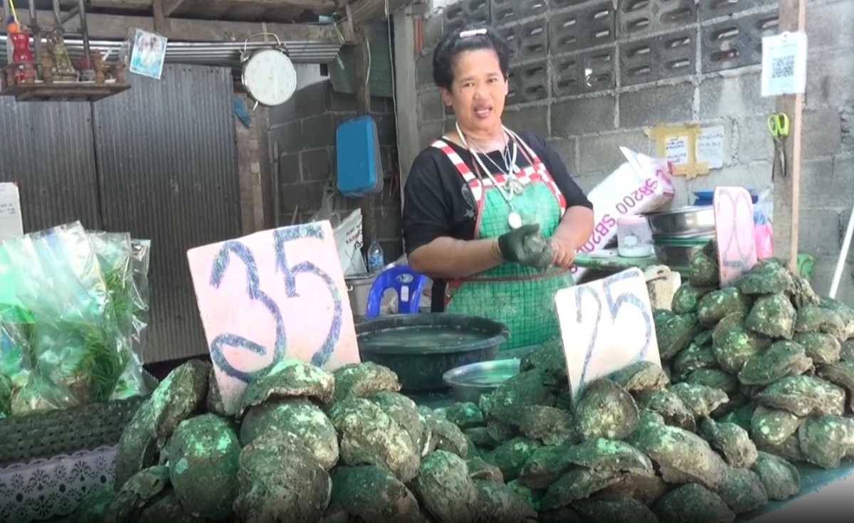 หอยเวียดนามตีตลาดหอยนางรมสุราษฎร์ธานี หอยเวียดนามตีตลาดหอยนางรมสุราษฎร์ธานี