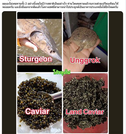 อึ่งไข่ฟีเวอร์! ชาวเน็ตตั้งกระทู้ถามดันให้เทียบชั้น ‘คาเวียร์’ มีสิทธิไหม? อึ่งไข่ฟีเวอร์! ชาวเน็ตตั้งกระทู้ถามดันให้เทียบชั้น ‘คาเวียร์’ มีสิทธิไหม?