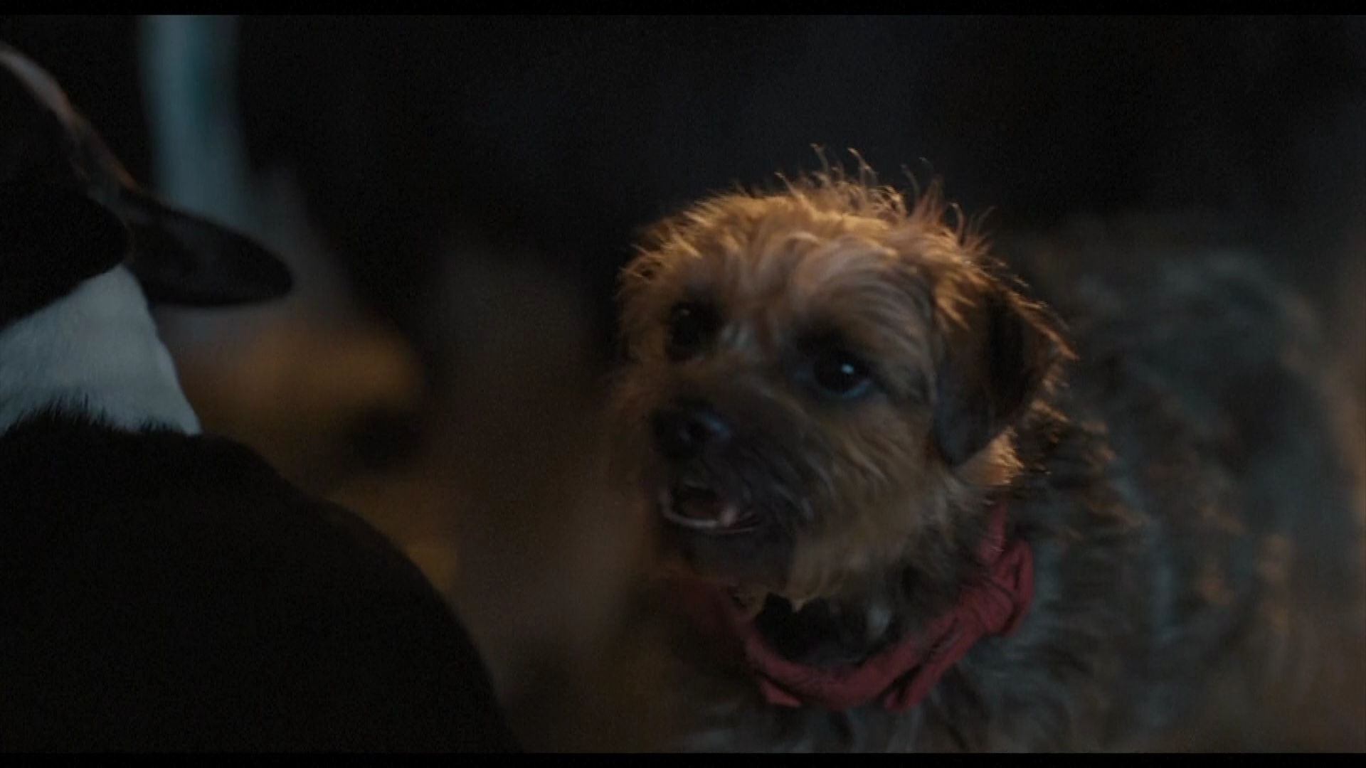 ซุปตาร์ 4 ขา เดินพรมแดงเปิดตัวภาพยนตร์ตลกเรท R “Strays”