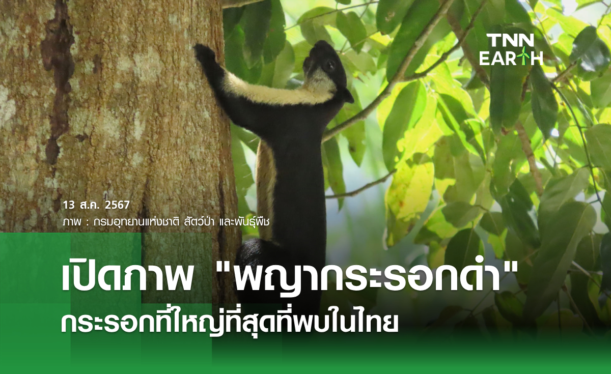 เปิดภาพ "พญากระรอกดำ" กระรอกที่ใหญ่ที่สุดที่พบในไทย