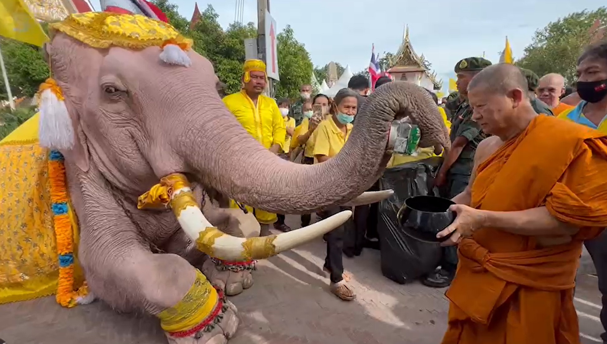 เปิดภาพกรุงเก่าจัดช้าง 10 เชือก เดินขบวนเฉลิมพระเกียรติ 