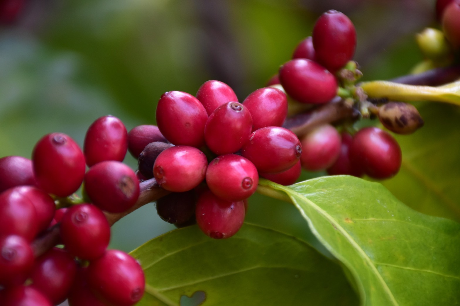 เครือซีพี ชูความสำเร็จโมเดล “กาแฟสร้างอาชีพ”เก็บเกี่ยวผลผลิตปีแรก เครือซีพี ชูความสำเร็จโมเดล “กาแฟสร้างอาชีพ”เก็บเกี่ยวผลผลิตปีแรก