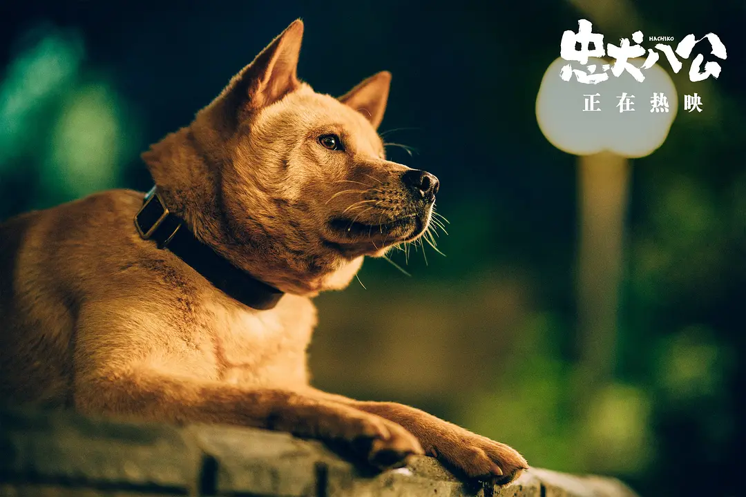 หนัง “Hachiko” เวอร์ชั่นจีน  สนับสนุนให้รับเลี้ยงสุนัขจรจัด 