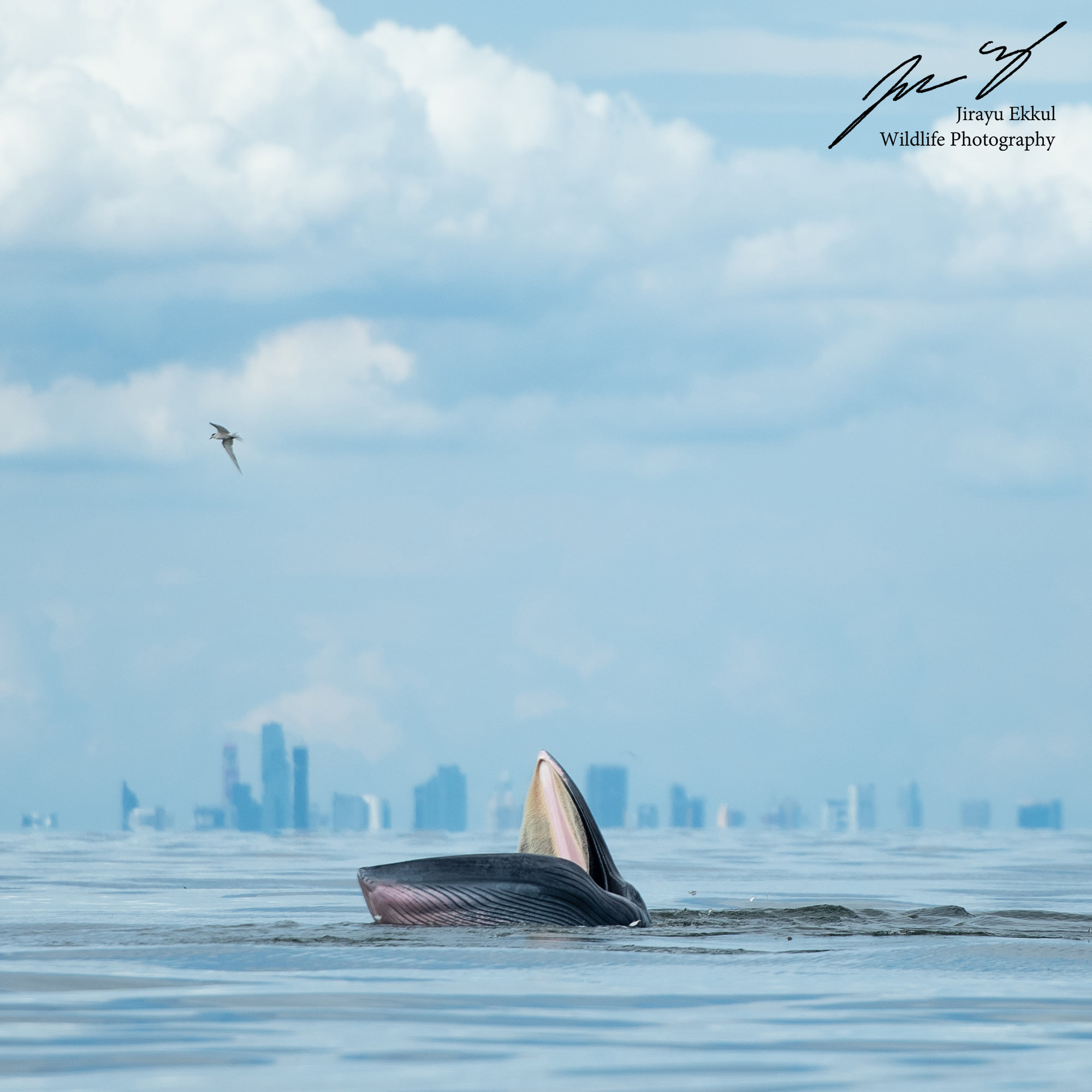 ภาพหาดูยาก! วาฬบรูด้า โผล่อ้าปาก พร้อมฉากหลังตึกสูงกรุงเทพฯ