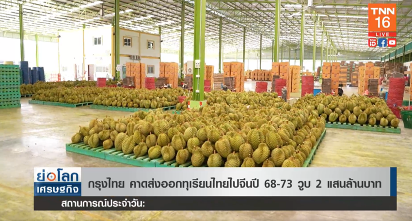 คาด! ส่งออกทุเรียนไปจีนแข่งขันสูง ปี 68 - 73 กระทบ 2 แสนล้าน คาด! ส่งออกทุเรียนไปจีนแข่งขันสูง ปี 68 - 73 กระทบ 2 แสนล้าน