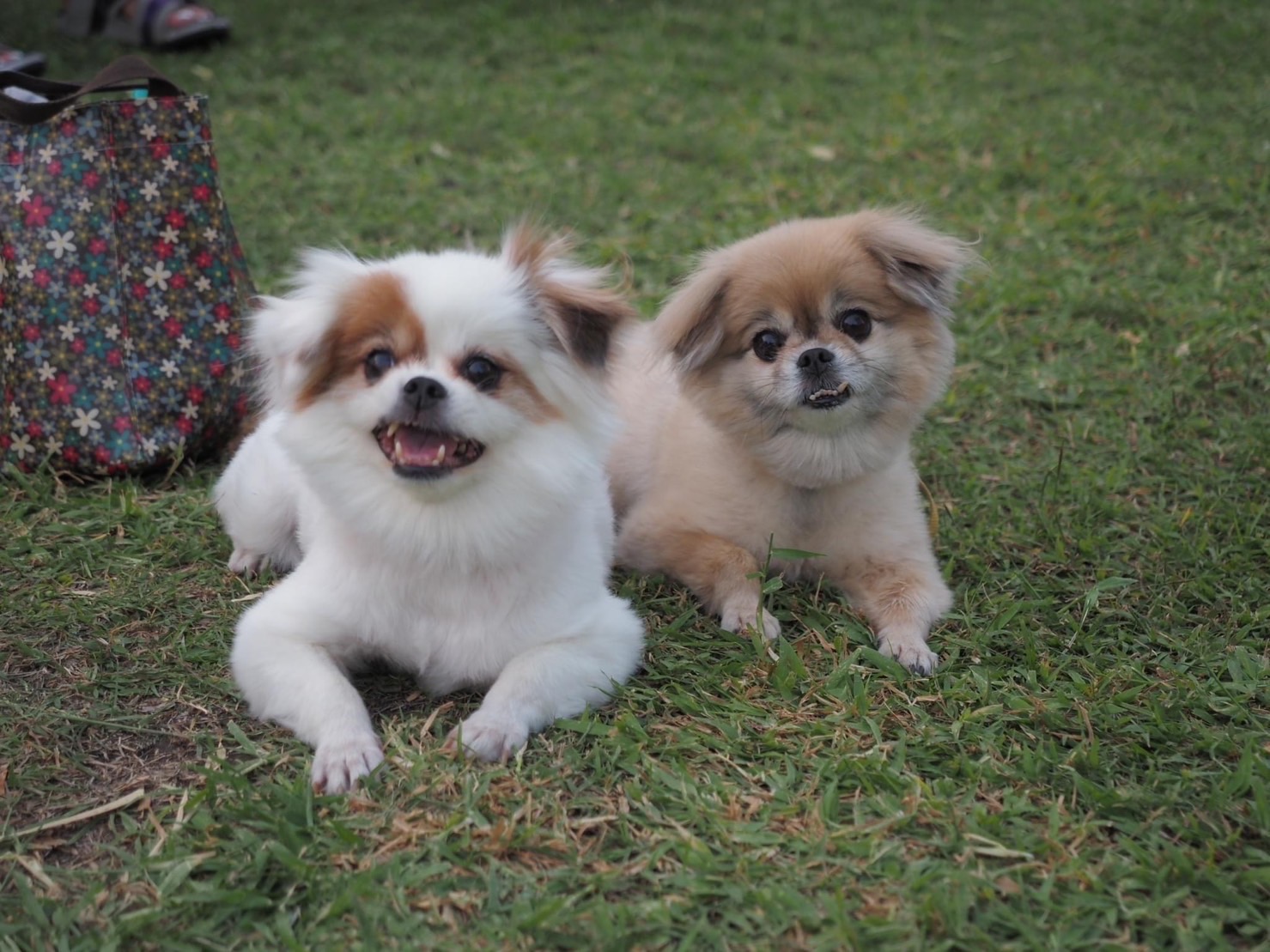 กทม. จับมือ เจอร์ไฮ-จินนี่ เปิด ‘Pet Park สวนรถไฟ’ พร้อมต้อนรับ ‘ฮีไร่ 4 ขา’ น้องหมาน้องแมว