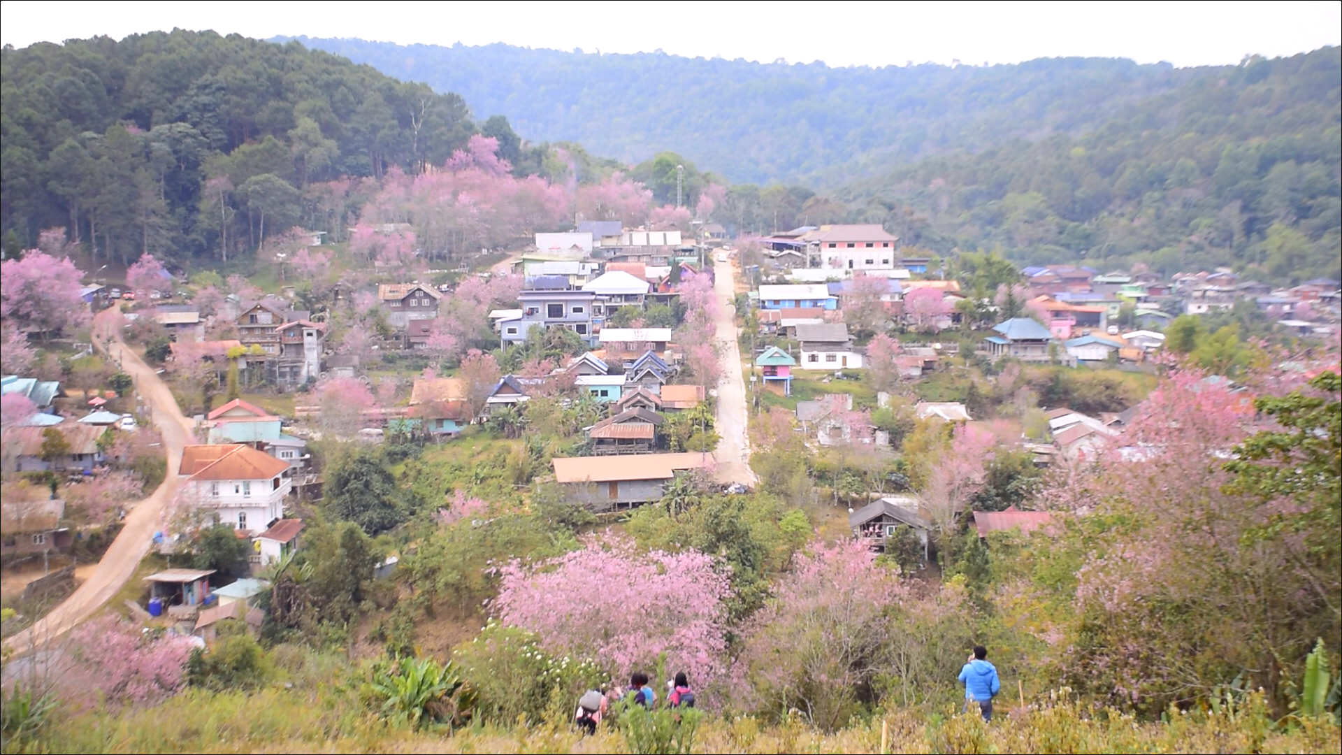 เปิดภาพ ซากุระเมืองไทย บ้านใหม่ร่องกล้า - ภูลมโล