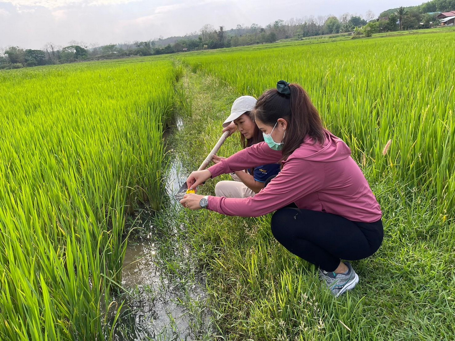 นักวิจัยไทยเจ๋ง! คิดค้นเทคโนโลยี ลูมอส ตรวจวัดสารกำจัดศัตรูพืชแบบแม่นยำ