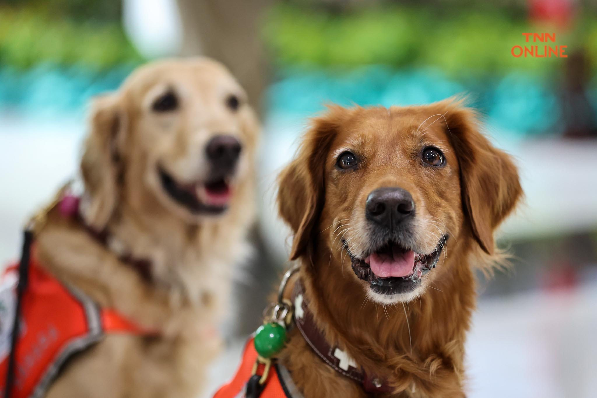 อวดความน่ารัก เซียร่า-ซาฮาร่า  ชุดปฎิบัติงานทีม USAR Thailand เข้าพบผู้ว่า กทม.
