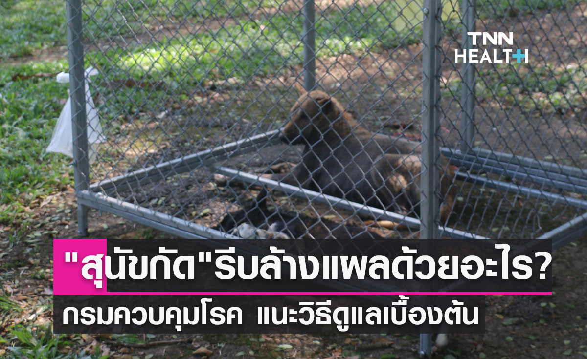 "สุนัขกัด" ให้รีบล้างแผลด้วยอะไร? กรมควบคุมโรค แนะวิธีปฐมพยาบาลเบื้องต้น