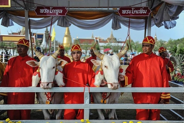 วันพืชมงคล 2566 เปิดตัว พระโค ในพิธีจรดพระนังคัลแรกนาขวัญ