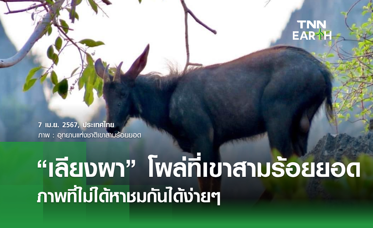 "เลียงผา" โผล่ที่เขาสามร้อยยอด ภาพที่ไม่ได้หาชมกันได้ง่ายๆ