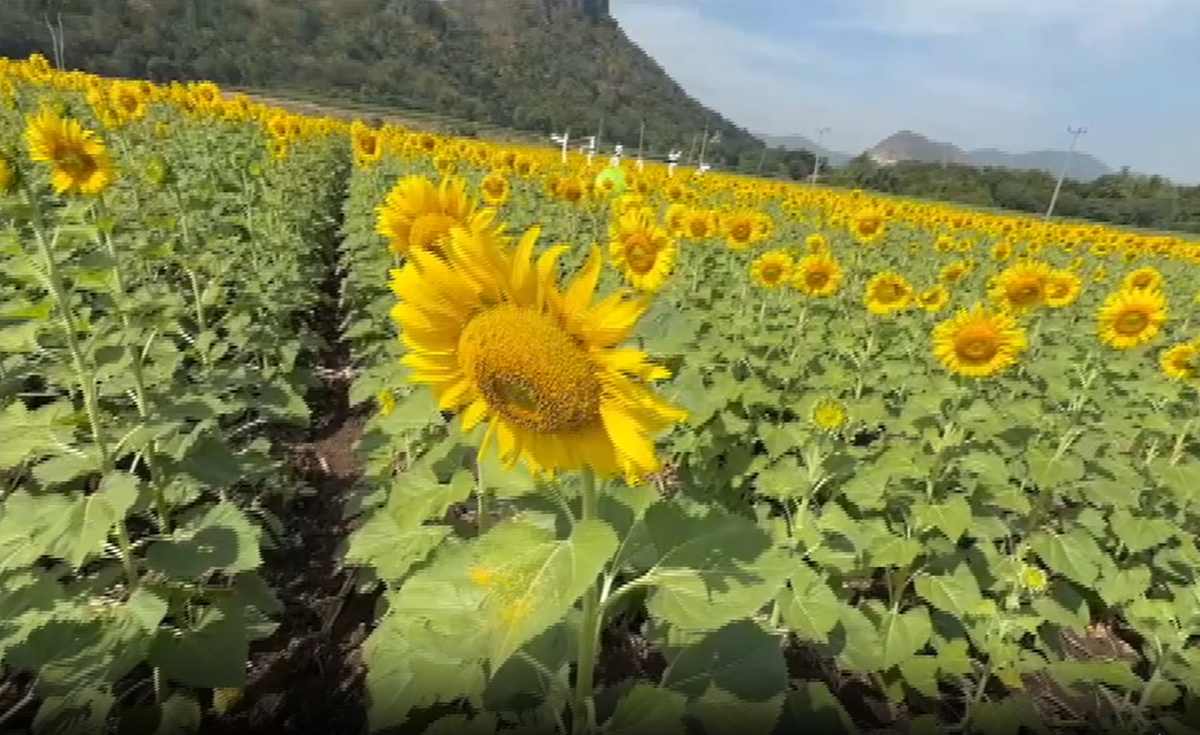 ทุ่งทานตะวันไร่จำรัส จ.ลพบุรี รอตอนรับนักท่องเที่ยว