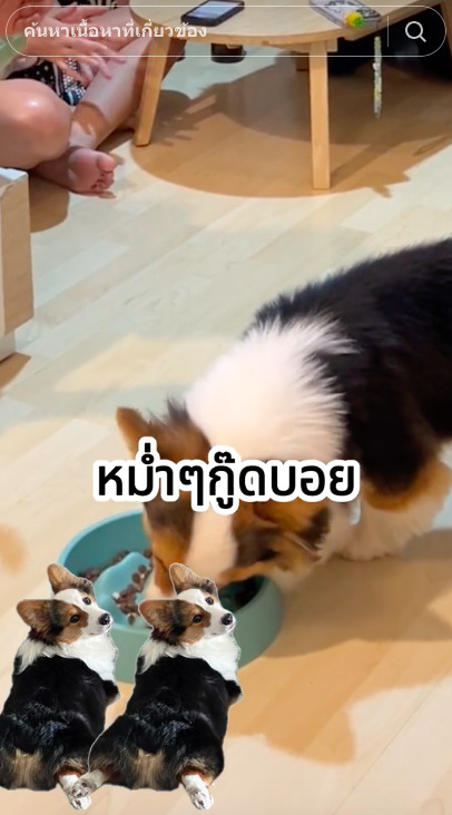 ไวรัล! นปโปะหม่ำๆ เพลงเชียร์น้องสุนัขกินข้าว