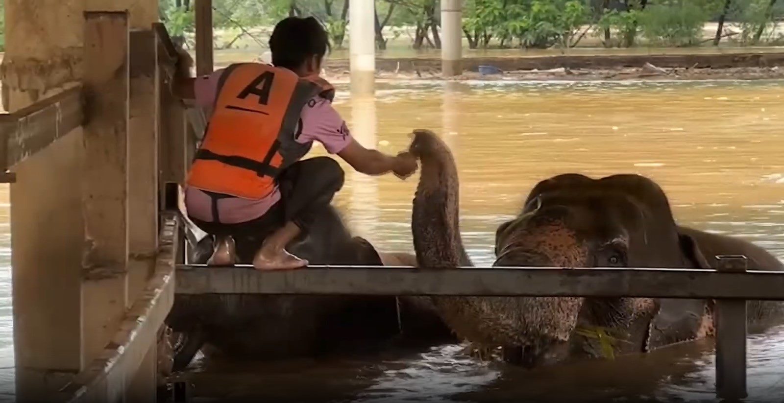 หลายหน่วยงานเข้าช่วยเหลือช้างที่ศูนย์บริบาลช้างไทยอำเภอแม่แตงถูกน้ำป่าพัดหาย 100 กว่าเชือก หลายหน่วยงานเข้าช่วยเหลือช้างที่ศูนย์บริบาลช้างไทยอำเภอแม่แตงถูกน้ำป่าพัดหาย 100 กว่าเชือก