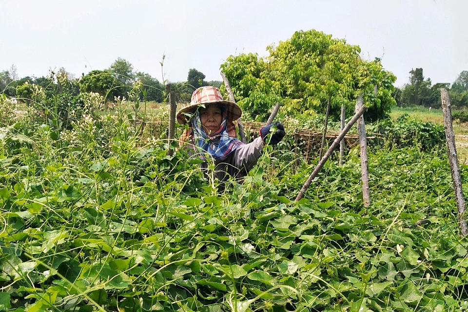 CPF เดินหน้า “Greenfarm” ดันใช้ “ไบโอแก๊ส-โซลาร์ฟาร์ม” เป็นพลังงานทดแทน CPF เดินหน้า “Greenfarm” ดันใช้ “ไบโอแก๊ส-โซลาร์ฟาร์ม” เป็นพลังงานทดแทน