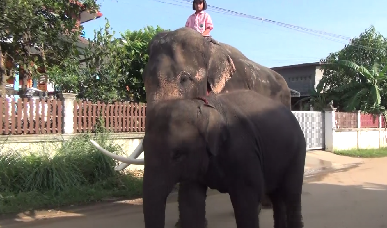 ‘น้องปูเป้’ ขี่ช้างไปเรียนดังไกลต่างแดน สื่อญี่ปุ่นติดต่อขอทำรายการ ‘น้องปูเป้’ ขี่ช้างไปเรียนดังไกลต่างแดน สื่อญี่ปุ่นติดต่อขอทำรายการ