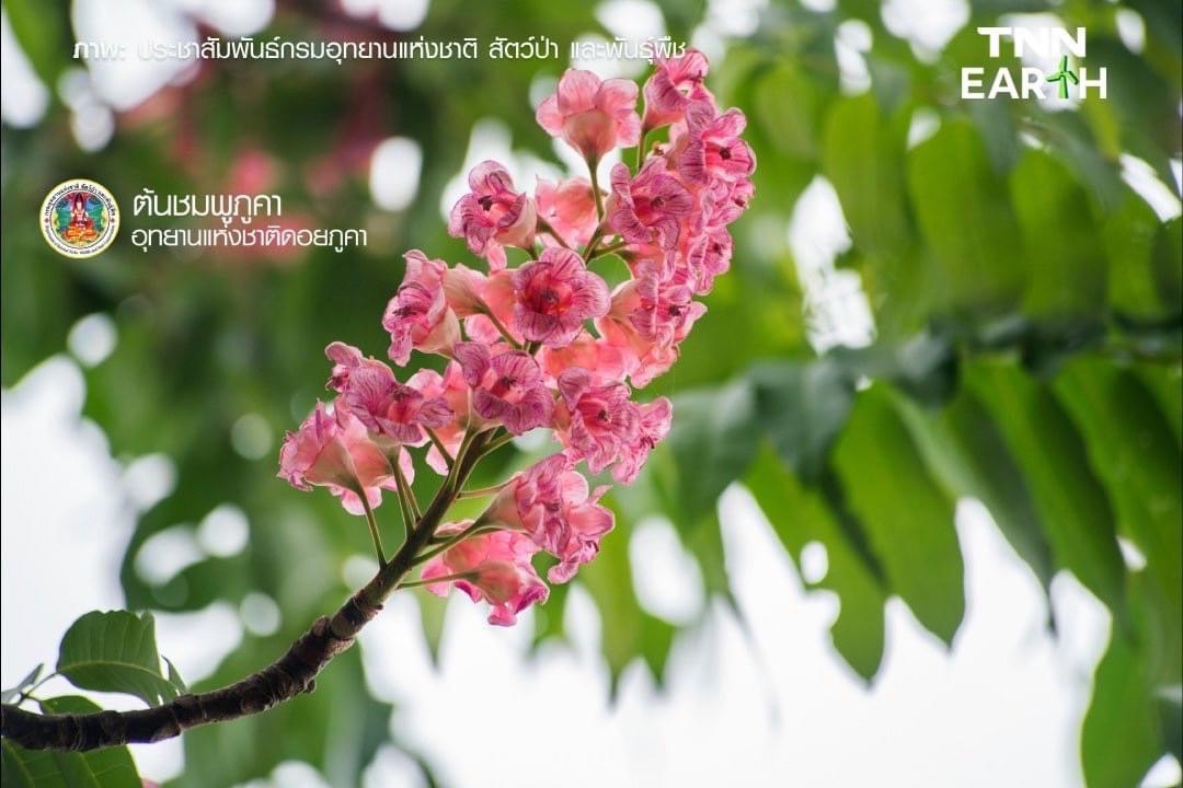 ชมความสวยงาม ของ “ดอกชมพูภูคา” พรรณไม้หายาก ใกล้สูญพันธุ์